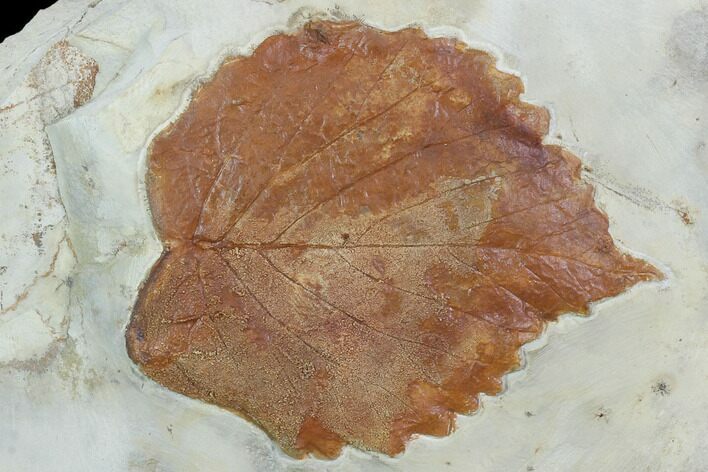 Fossil Leaf (Davidia) - Montana #101959